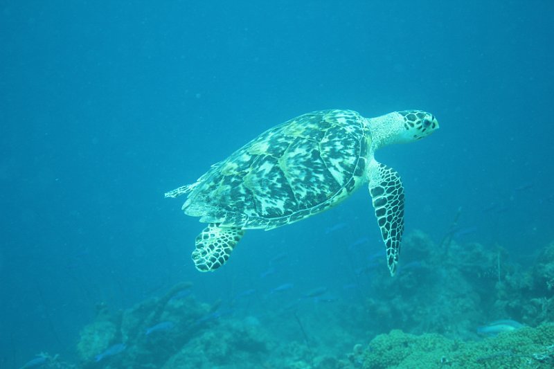 Curacao 04-12 201.JPG